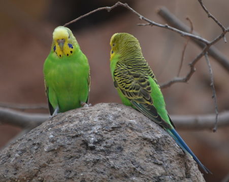 Image of Budgerigar