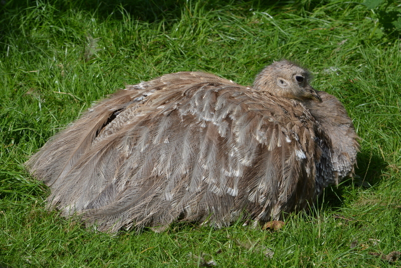 Image of Lesser Rhea