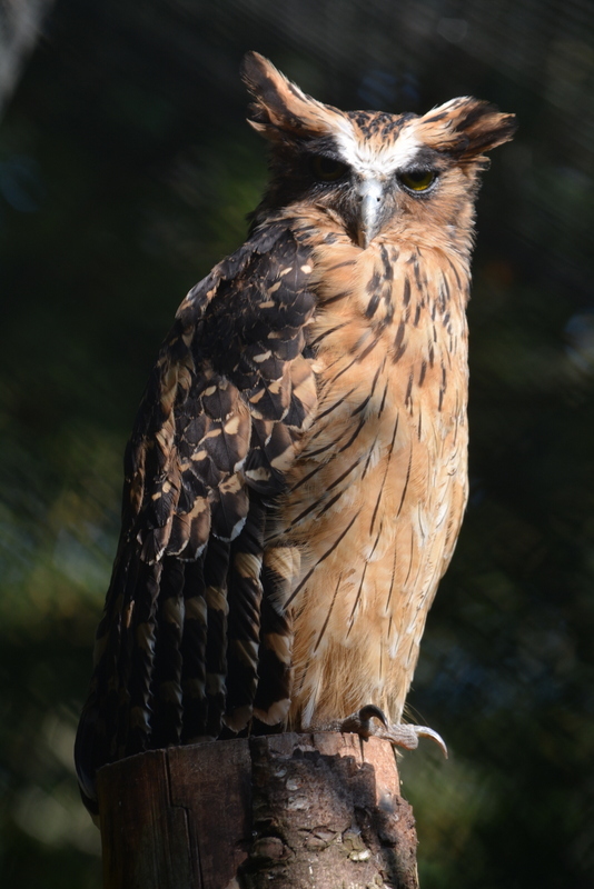 Image of Buffy Fish Owl