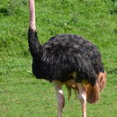 Image of North African ostrich