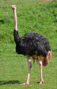 Image of North African ostrich