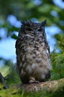 Image of Spotted Eagle-Owl