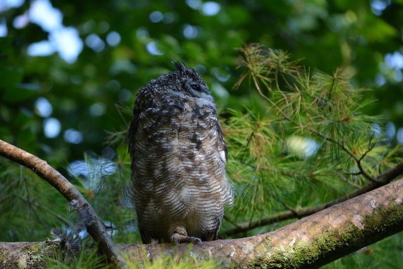 Bubo africanus (Temminck 1821)的圖片