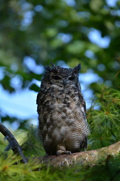 Image of Spotted Eagle-Owl