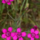 Image of maiden pink