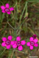 Image of maiden pink