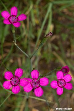 Слика од Dianthus deltoides L.