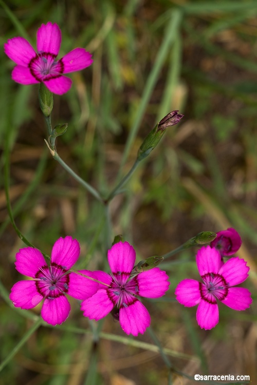 Imagem de Dianthus deltoides L.