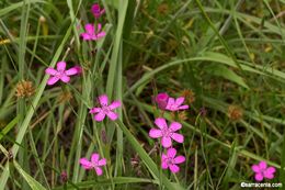 Imagem de Dianthus deltoides L.