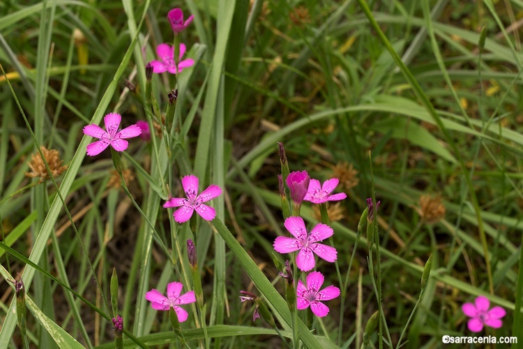 Image of maiden pink