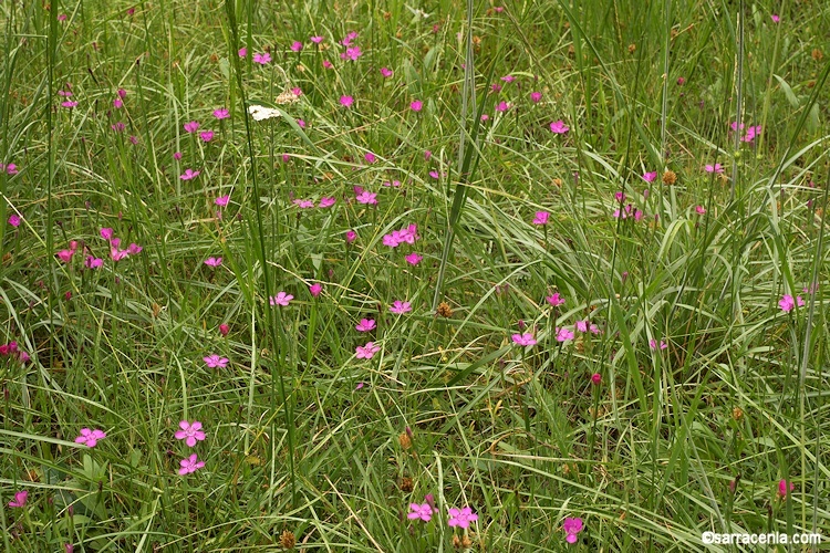 Imagem de Dianthus deltoides L.