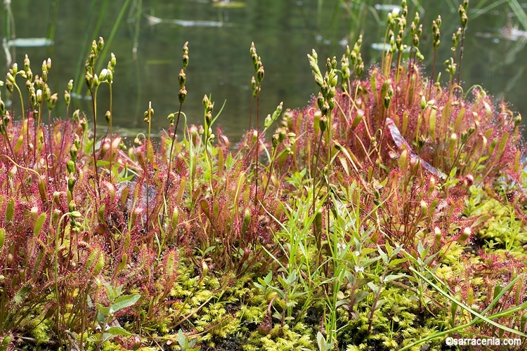 Image of Great Sundew