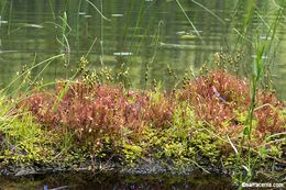 Image of Great Sundew