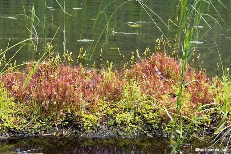 Image of Great Sundew