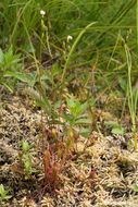 Image of Great Sundew