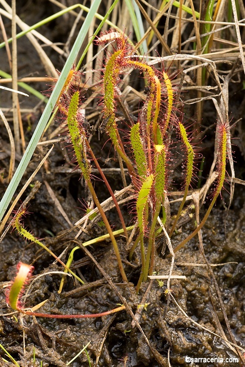 Image of slenderleaf sundew