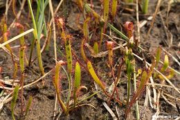 Image of slenderleaf sundew