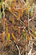 Image of slenderleaf sundew