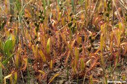 Image of slenderleaf sundew