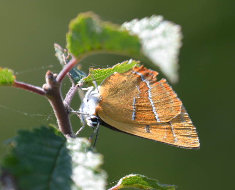 Imagem de Thecla betulae (Linnaeus 1758)