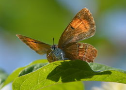 Image of Brown Hairstreak