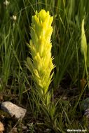 Image of Cusick's Indian paintbrush