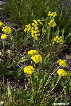 Image of Piper's golden buckwheat