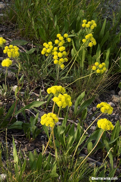 Imagem de Eriogonum flavum var. piperi (Greene) M. E. Jones