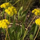 Image of Piper's golden buckwheat