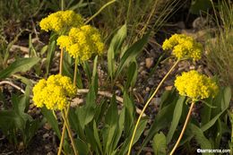 Imagem de Eriogonum flavum var. piperi (Greene) M. E. Jones