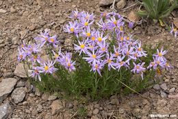 Image of Rocky Mountain aster
