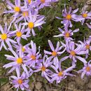 Image of Rocky Mountain aster