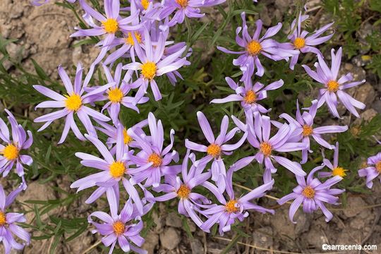 Ionactis stenomeres (A. Gray) Greene resmi