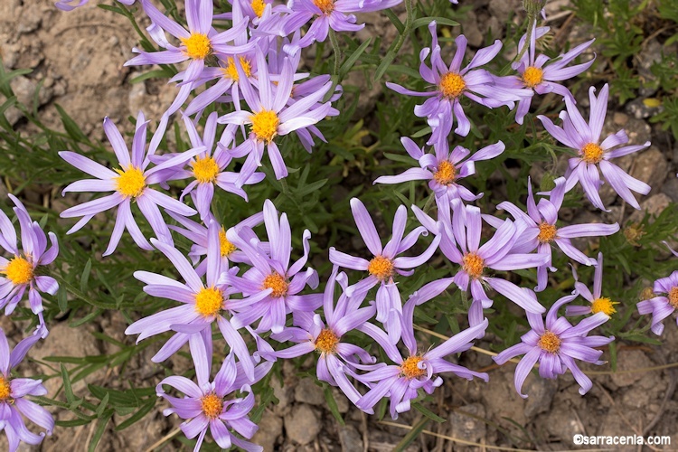 Image of Rocky Mountain aster