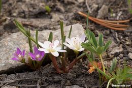 Image de Lewisia pygmaea (Gray) B. L. Rob.