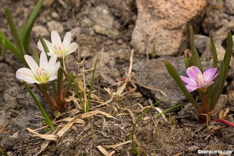 Image de Lewisia pygmaea (Gray) B. L. Rob.