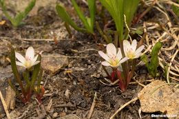 Image de Lewisia pygmaea (Gray) B. L. Rob.