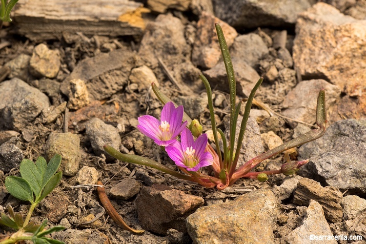 Image de Lewisia pygmaea (Gray) B. L. Rob.