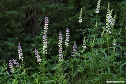 Imagem de Lupinus arbustus Lindl.