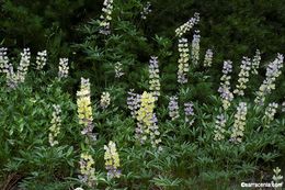 Imagem de Lupinus arbustus Lindl.