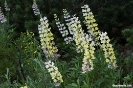 Imagem de Lupinus arbustus Lindl.