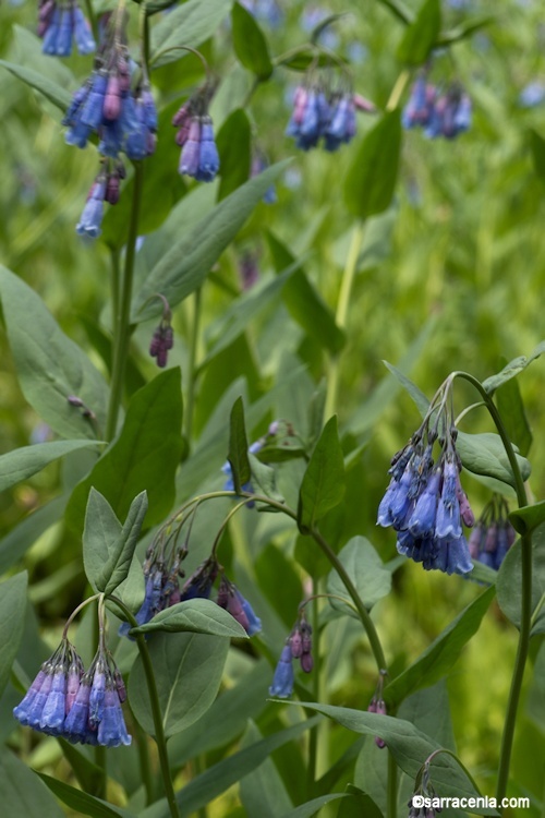 Image of Idaho bluebells