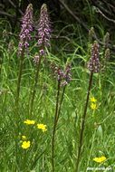 Imagem de Pedicularis groenlandica Retz.