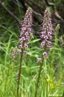 Imagem de Pedicularis groenlandica Retz.