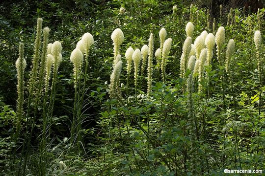 Image of Basket-grass