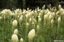 Image of Basket-grass