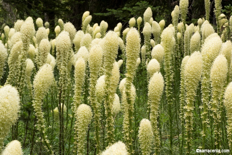 Image of Basket-grass