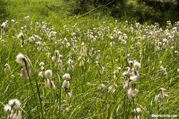Image of Green-keeled cottongrass