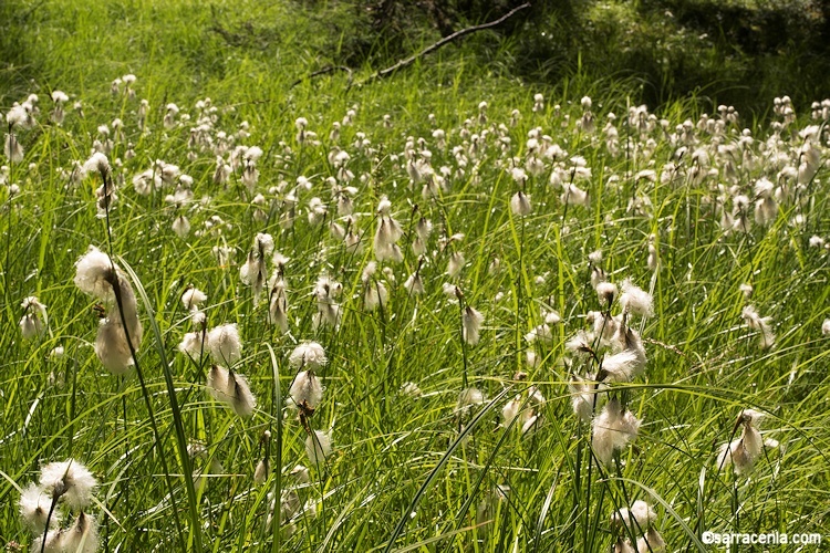 Eriophorum viridicarinatum (Engelm.) Fernald的圖片