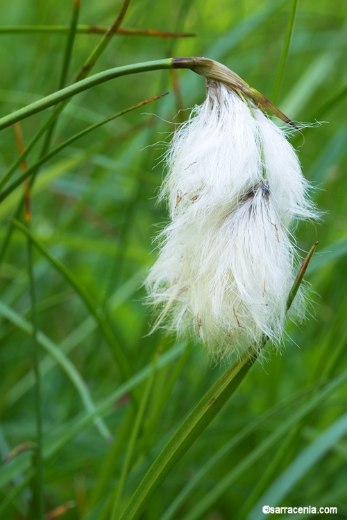 Eriophorum viridicarinatum (Engelm.) Fernald的圖片